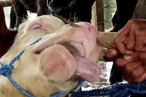 牛鼻子出血的原因,可能是外伤、异物、寄生虫所致