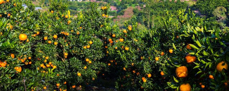 柑橘冬季为什么会异常落叶，主要是缺乏营养、水分失调等因素所致