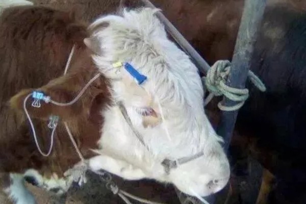 牛鼻子出血的原因,可能是外伤、异物、寄生虫所致