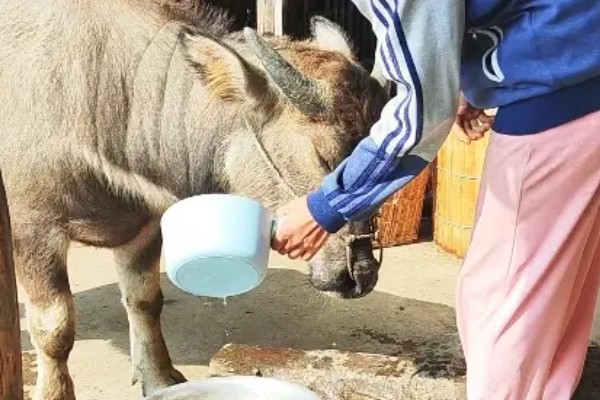 牛鼻子出血的原因,可能是外伤、异物、寄生虫所致