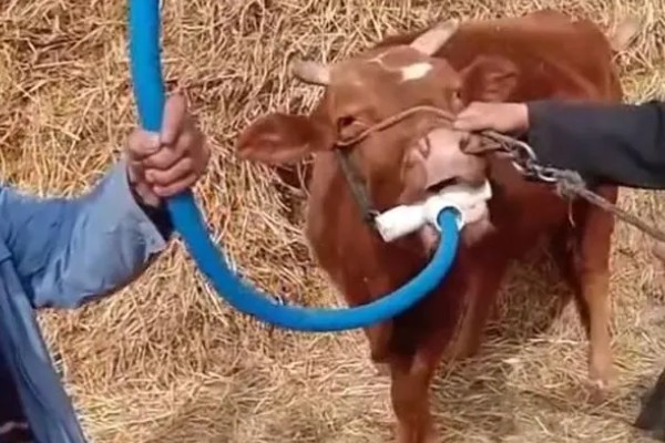 牛鼻子出血的原因,可能是外伤、异物、寄生虫所致