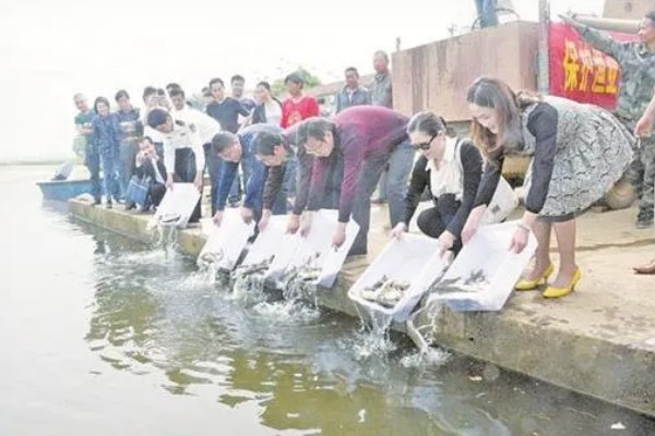 鲈鱼如何养殖，按不同规格分塘放养