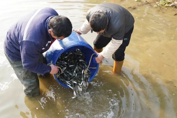 鲈鱼如何养殖，按不同规格分塘放养