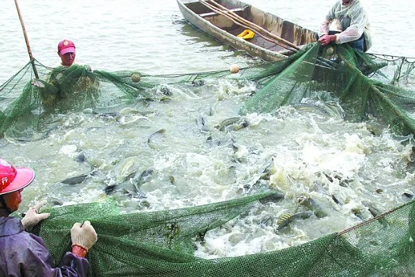 鲈鱼如何养殖，按不同规格分塘放养