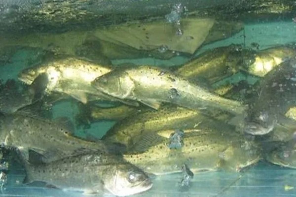 鲈鱼如何养殖，按不同规格分塘放养