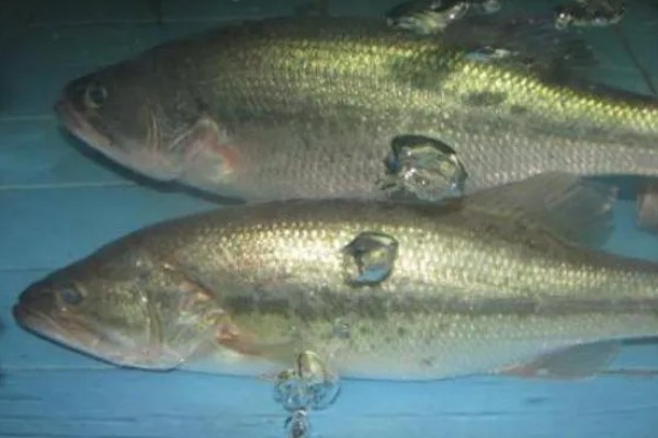 鲈鱼如何养殖，按不同规格分塘放养