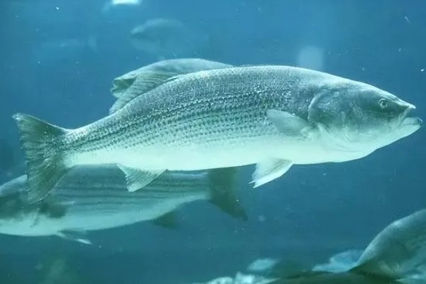 鲈鱼如何养殖，按不同规格分塘放养