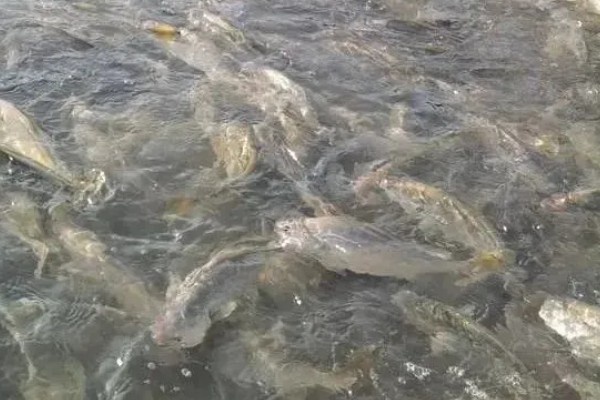 鲈鱼如何养殖，按不同规格分塘放养