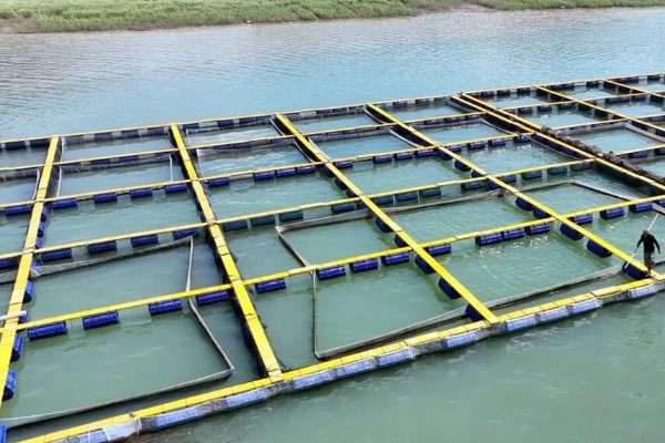 鲈鱼如何养殖，按不同规格分塘放养