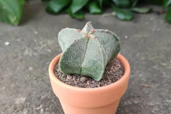 鸾凤玉怎么养殖,生长期每个月追肥一次