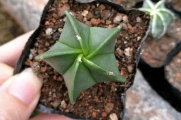 鸾凤玉怎么养殖,生长期每个月追肥一次