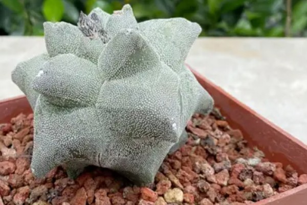 鸾凤玉怎么养殖,生长期每个月追肥一次