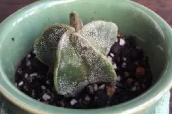 鸾凤玉怎么养殖,生长期每个月追肥一次