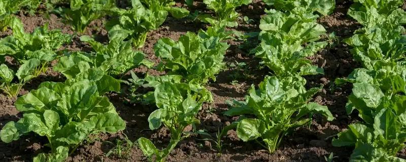 萝卜怎么种植，肉质根膨大盛期要追施复合肥