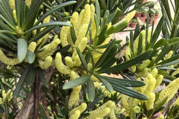 罗汉松什么时候开花，花期一般是5月份