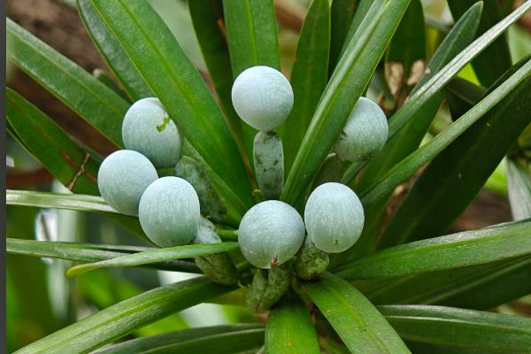 罗汉松什么时候开花，花期一般是5月份