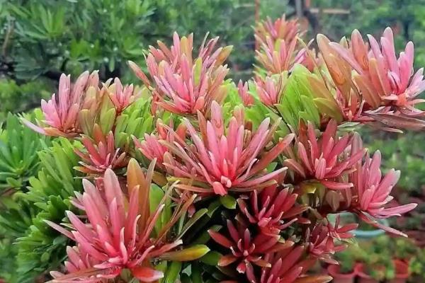 罗汉松什么时候开花，花期一般是5月份