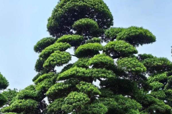 罗汉松什么时候开花，花期一般是5月份