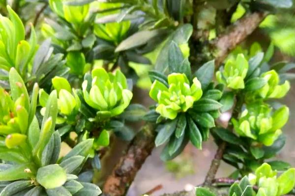 罗汉松什么时候开花，花期一般是5月份