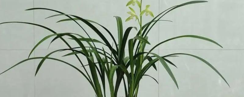 建兰不开花的原因,可能是缺少阳光或养分