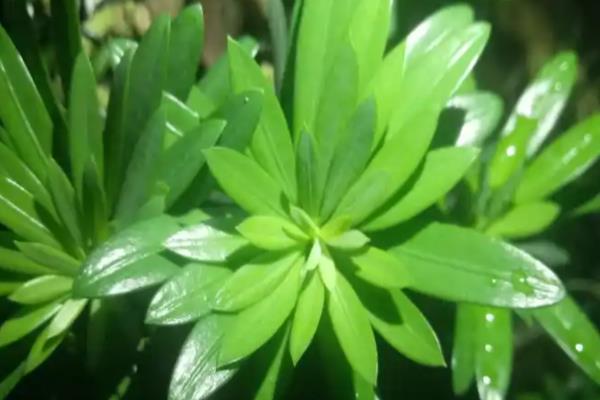 罗汉松什么时候开花，花期一般是5月份