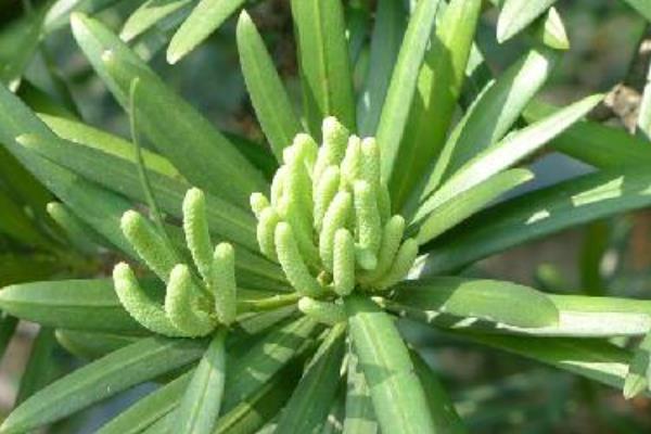 罗汉松什么时候开花，花期一般是5月份