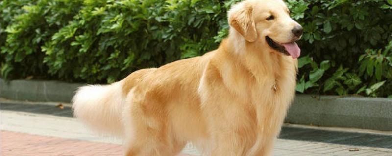 狗狗得关节炎是什么原因，可能是年龄大了或肥胖过度所致