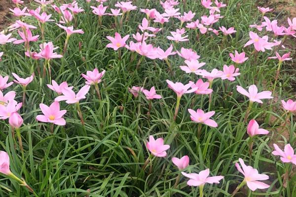 韭兰有没有毒，属于石蒜科有毒植物