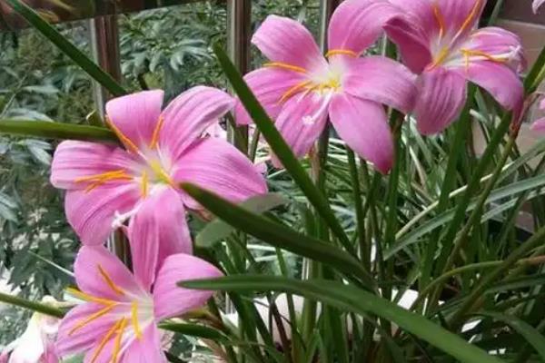 韭兰有没有毒，属于石蒜科有毒植物