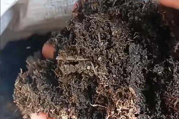 韭兰有没有毒，属于石蒜科有毒植物