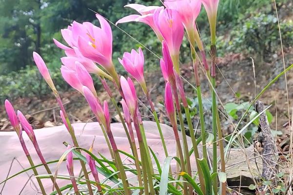 韭兰有没有毒，属于石蒜科有毒植物