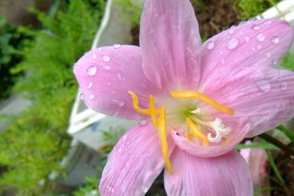 韭兰有没有毒，属于石蒜科有毒植物