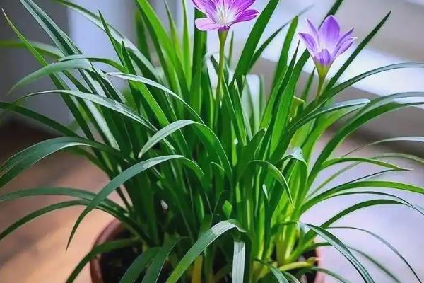 韭兰有没有毒，属于石蒜科有毒植物