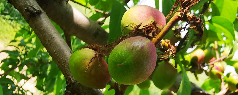 桃子套袋前的定果方法，遵循留优去劣的原则