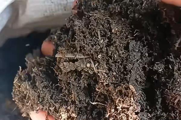 菊花怎么养殖，长到10厘米左右时要摘心