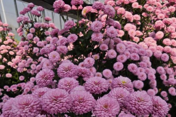 菊花怎么养殖，长到10厘米左右时要摘心