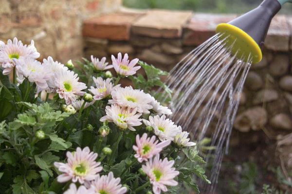 菊花怎么养殖，长到10厘米左右时要摘心