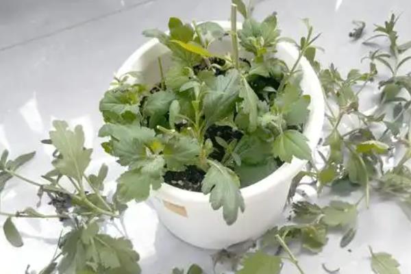 菊花怎么养殖，长到10厘米左右时要摘心