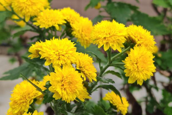 菊花怎么养殖，长到10厘米左右时要摘心