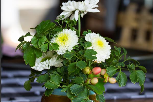 菊花怎么养殖，长到10厘米左右时要摘心