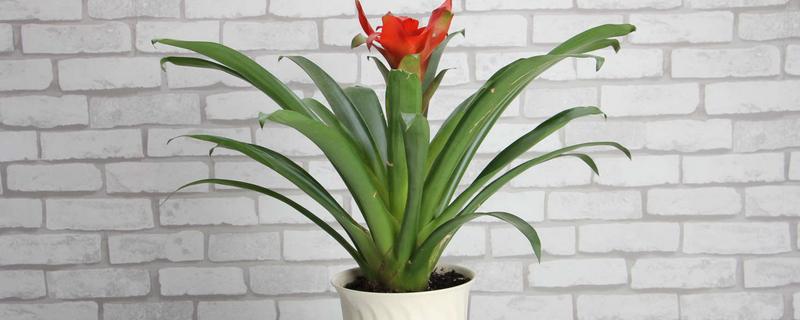 鸿运当头的花期持续时间，一般可以维持3个月左右