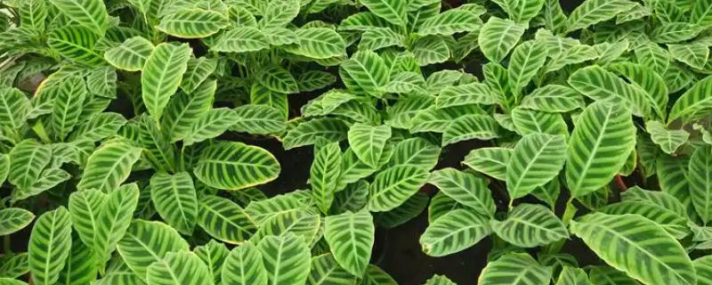 天鹅绒竹芋怎么养殖，春夏秋季节需时常喷水增湿