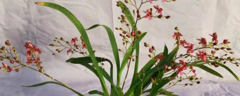 梦香兰的养殖方法，每隔10-15天追肥一次