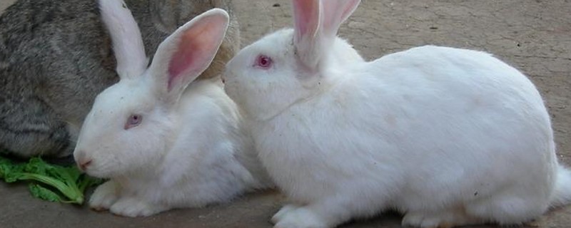 肉兔的饲养原则,以青料为主辅之以精料