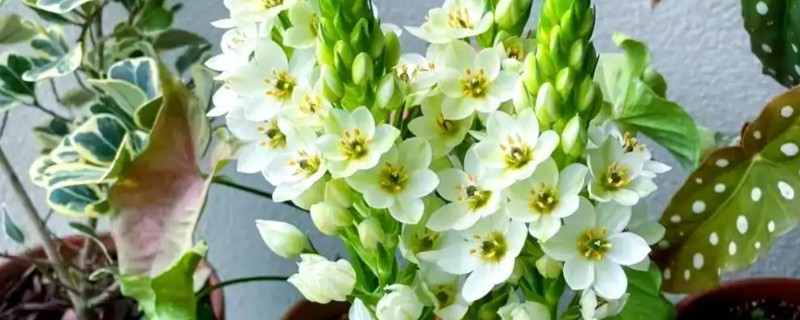 虎眼万年青如何养殖，喜欢在干燥的气候下生长