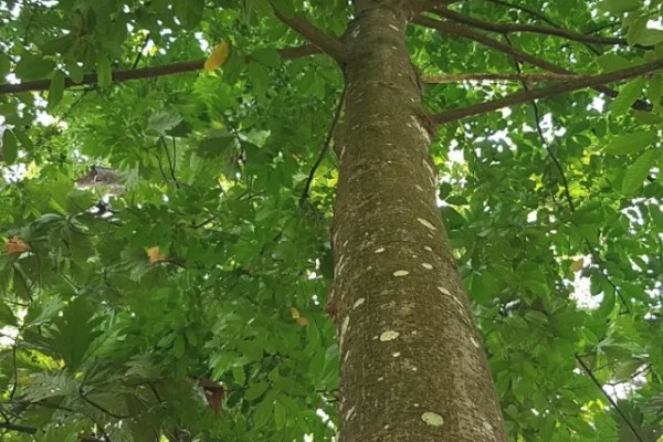 见血封喉树是什么树，又叫箭毒木