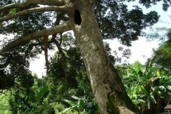 见血封喉树是什么树，又叫箭毒木