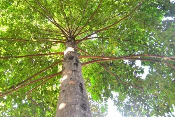 见血封喉树是什么树，又叫箭毒木