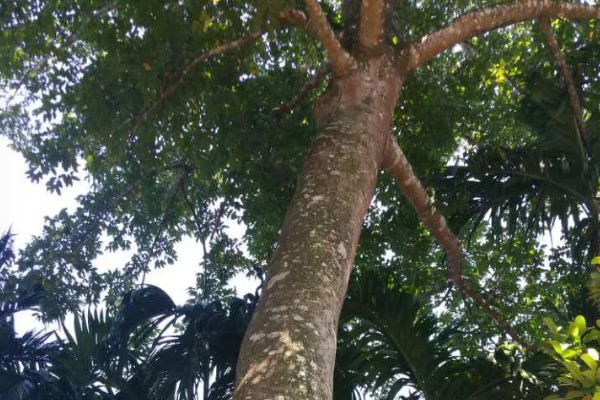 见血封喉树是什么树，又叫箭毒木