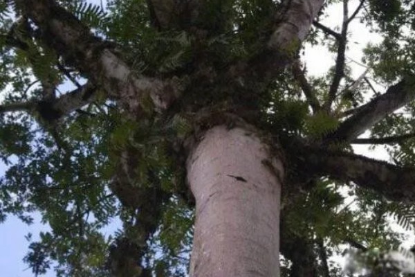 见血封喉树是什么树，又叫箭毒木